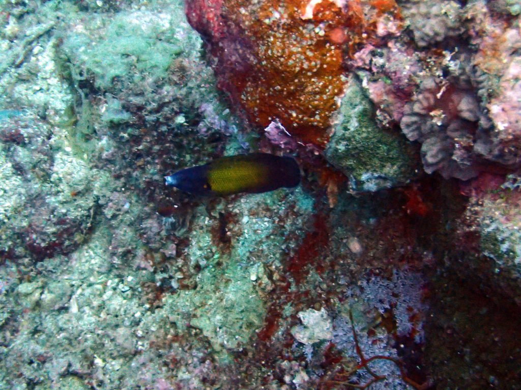Labropsis australis