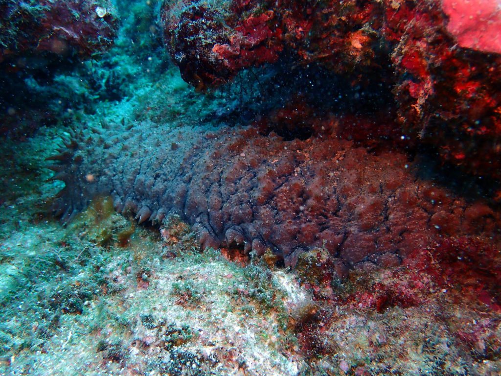 Thelenota ananas
