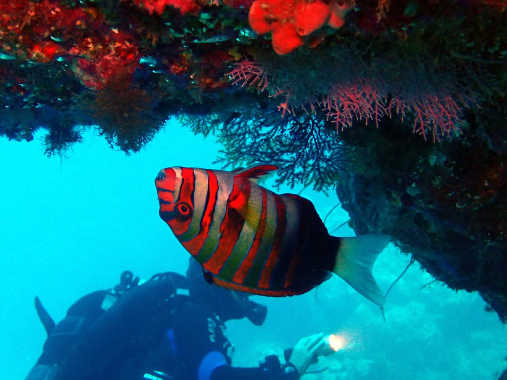 Choerodon fasciatus