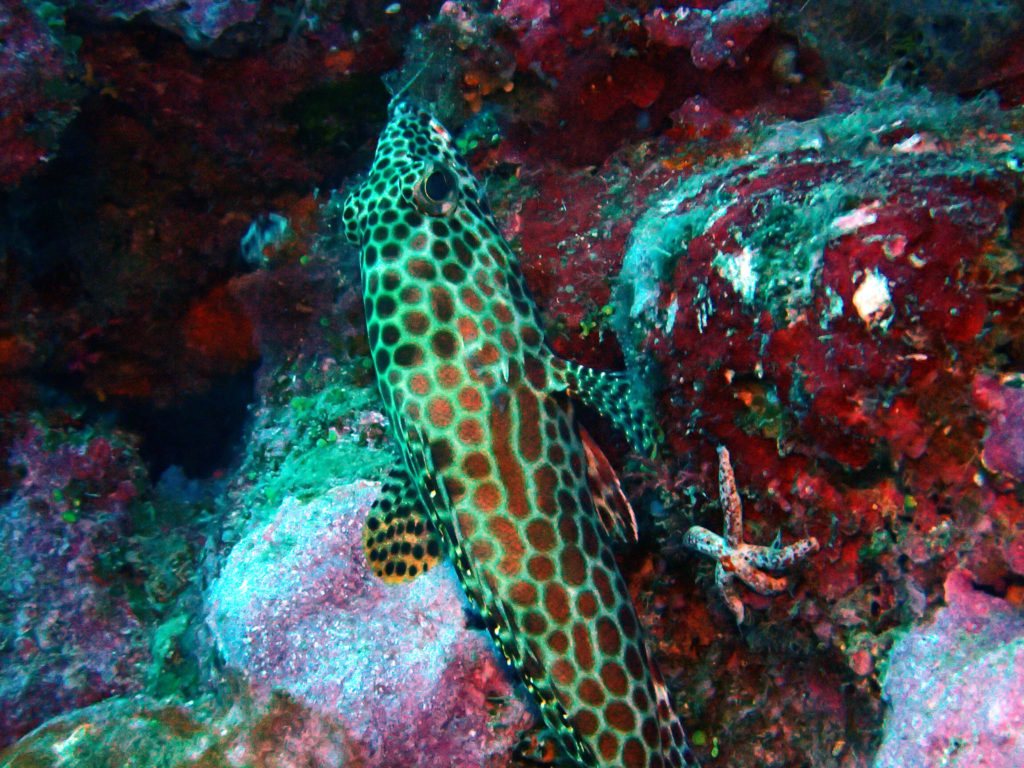 Epinephelus merra