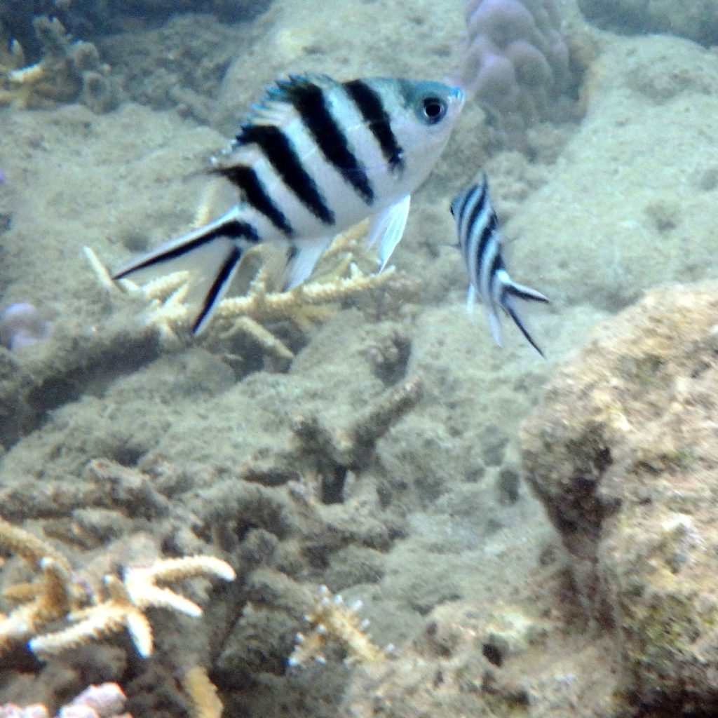 Abudefduf sexfasciatus