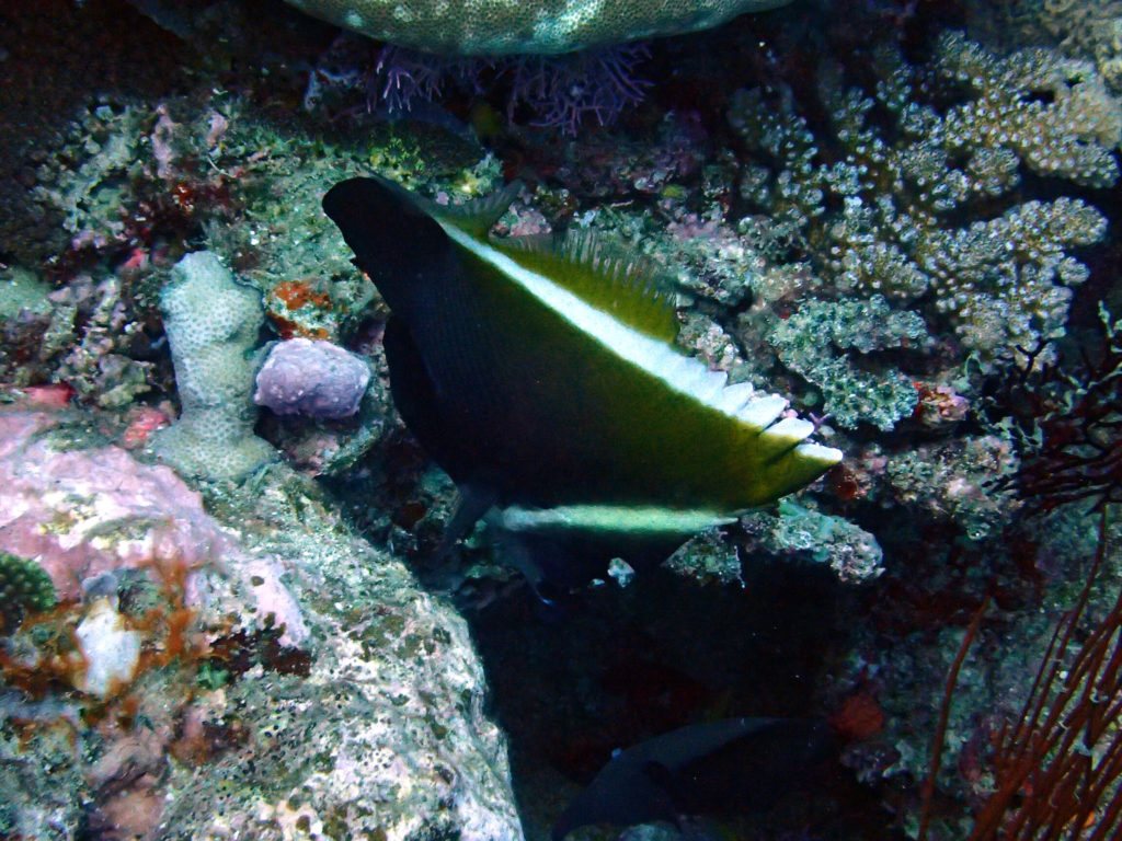 Heniochus varius