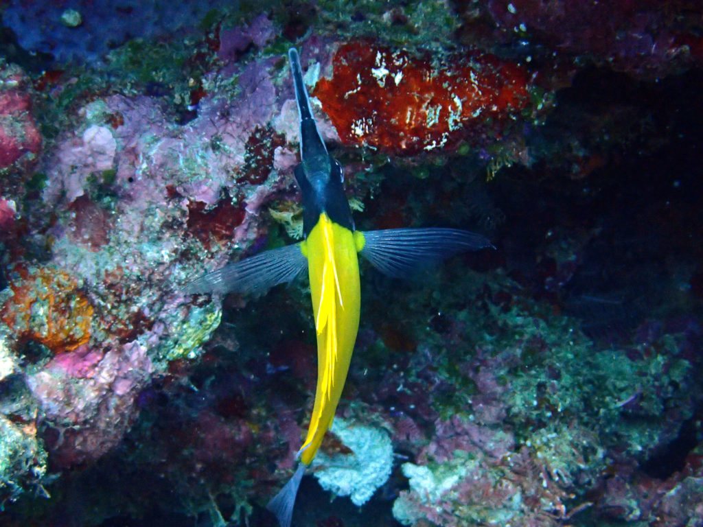 Forcipiger flavissimus