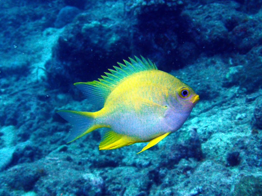 Amblyglyphidodon aureus