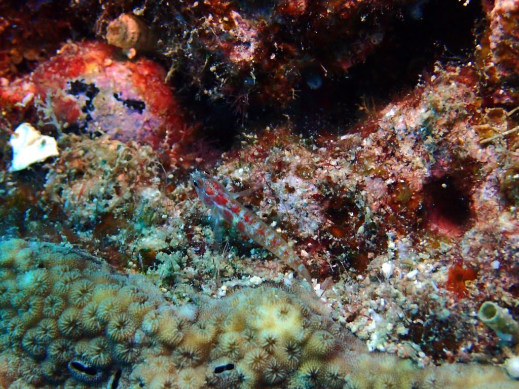 Evotia prasina