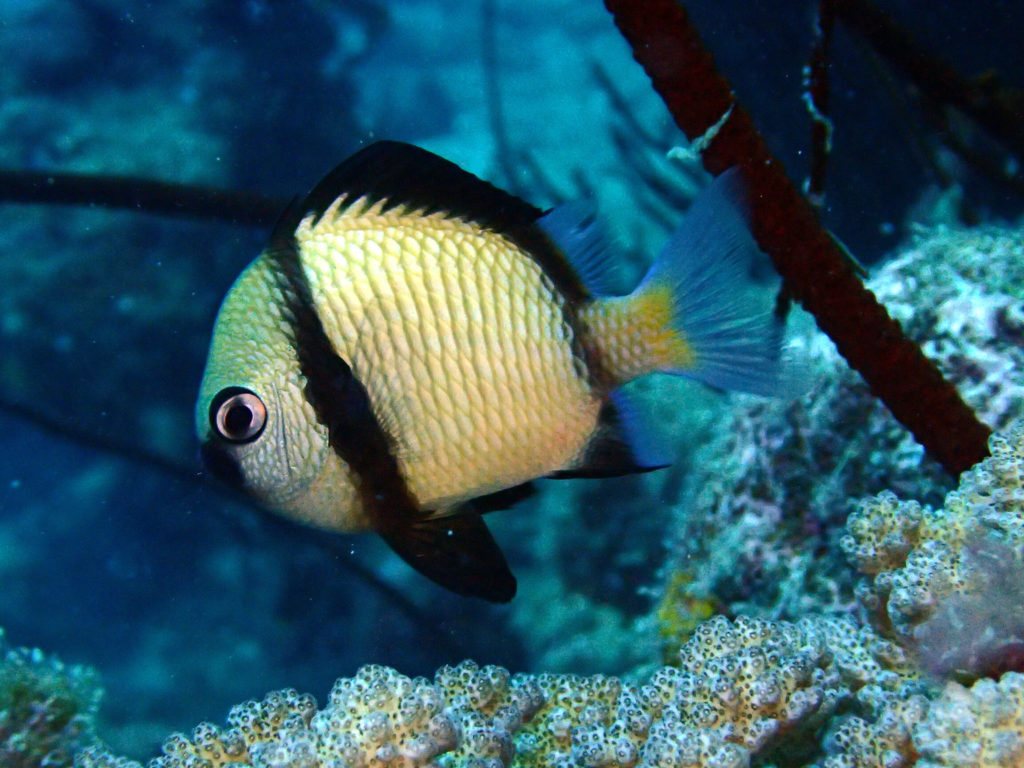 Dascyllus reticulatus