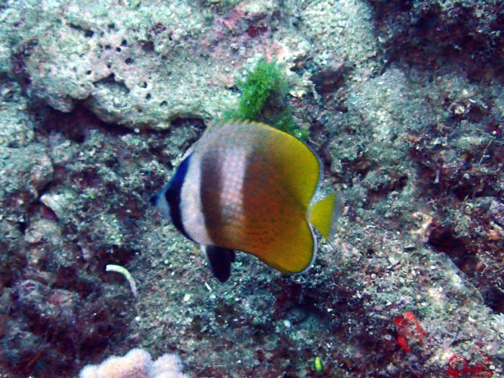 Chaetodon kleinii