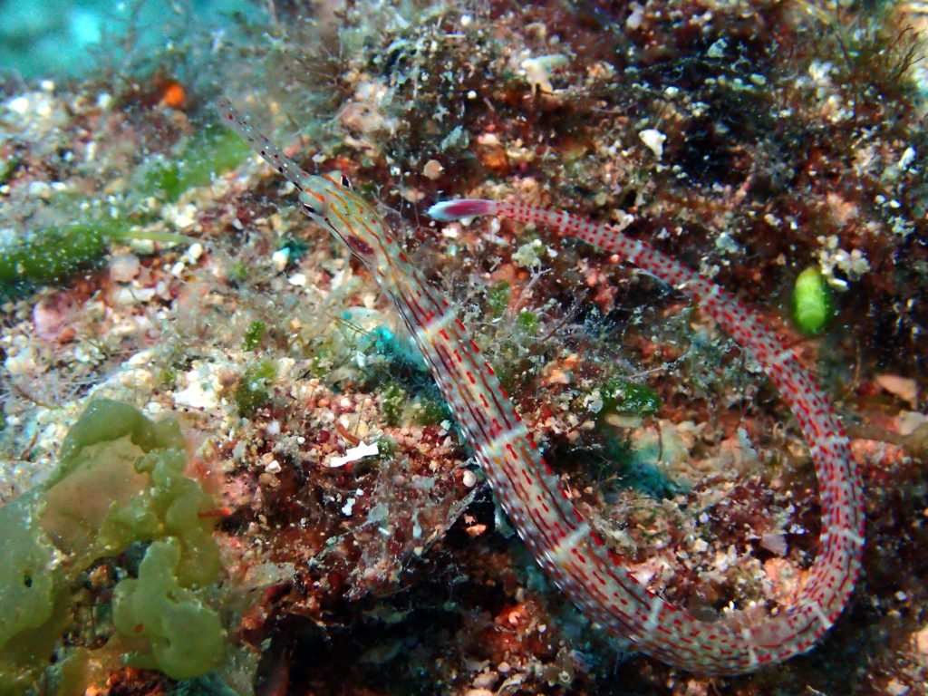 Corythoichthys sp. 2