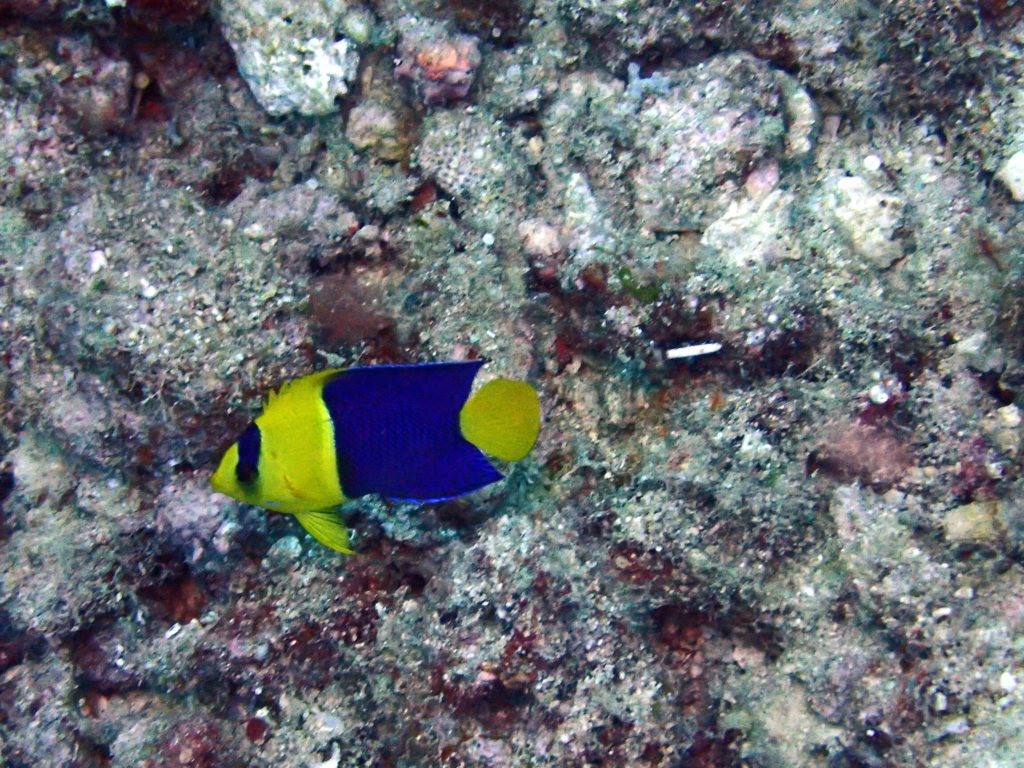 Centropyge bicolor