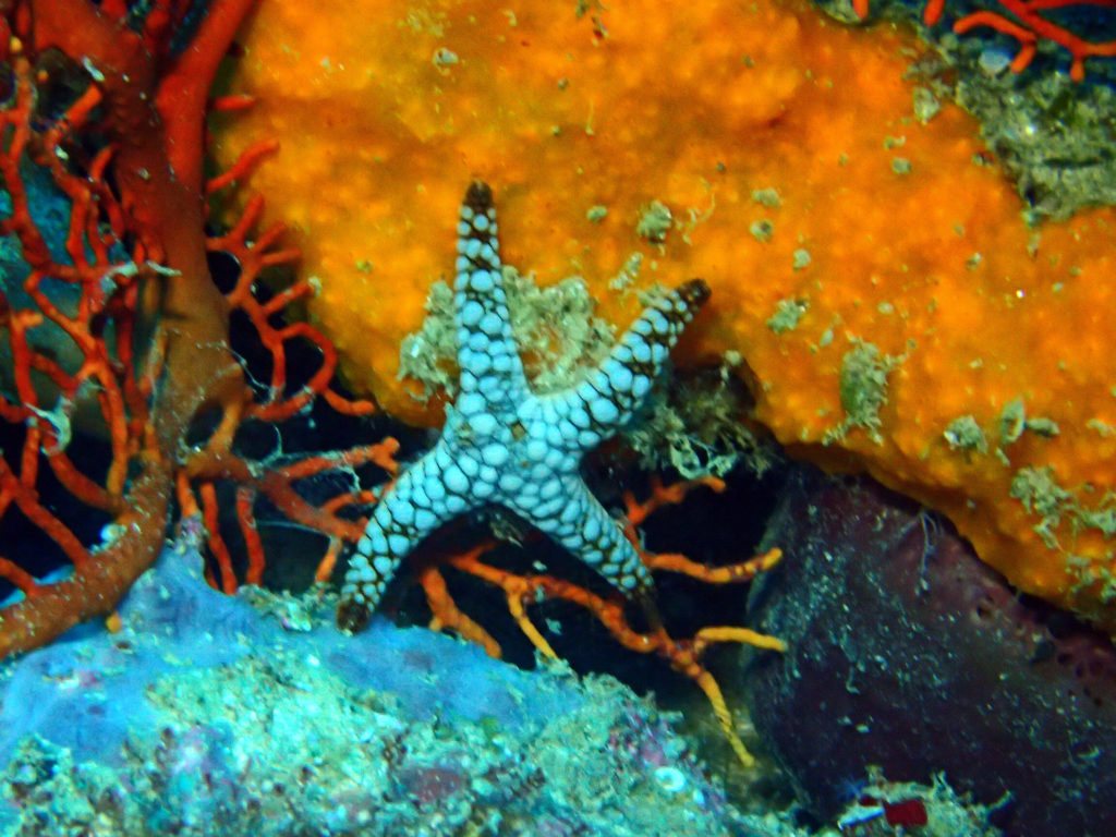 Fromia indica