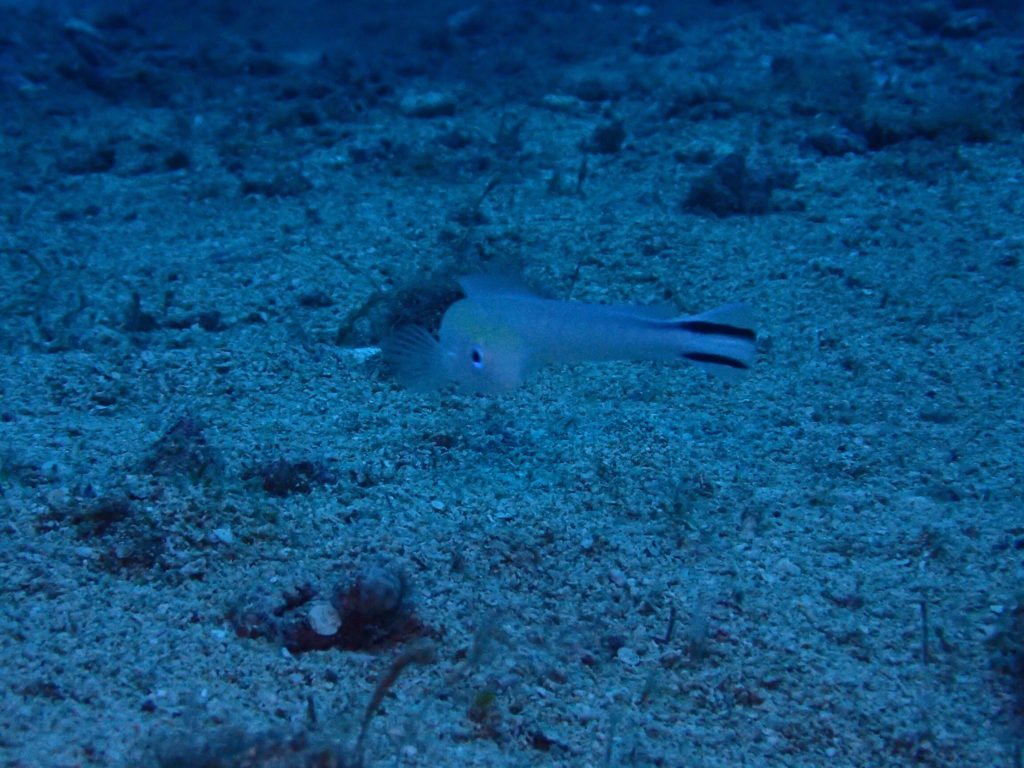 Malacanthus brevirostris