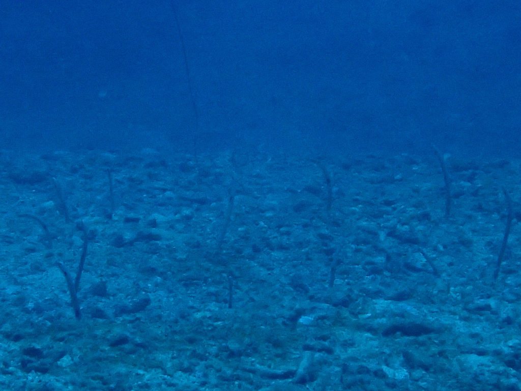 Heteroconger hassi