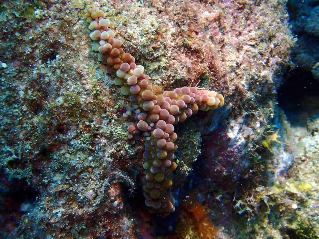 Echinaster callosus