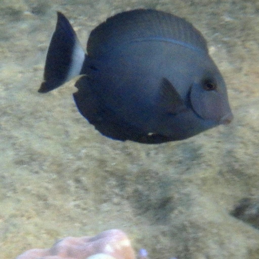 Acanthurus blochii