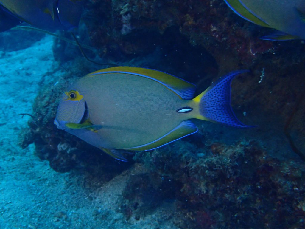 Acanthurus xanthopterus