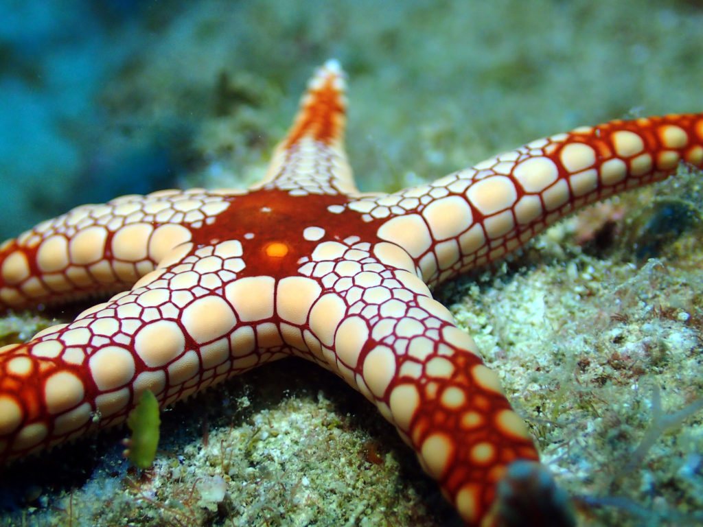 Fromia monilis