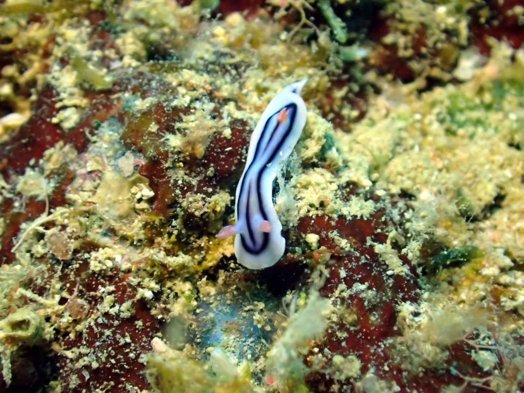 Chromodoris elisabethina