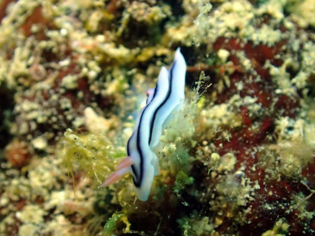 Chromodoris lochi