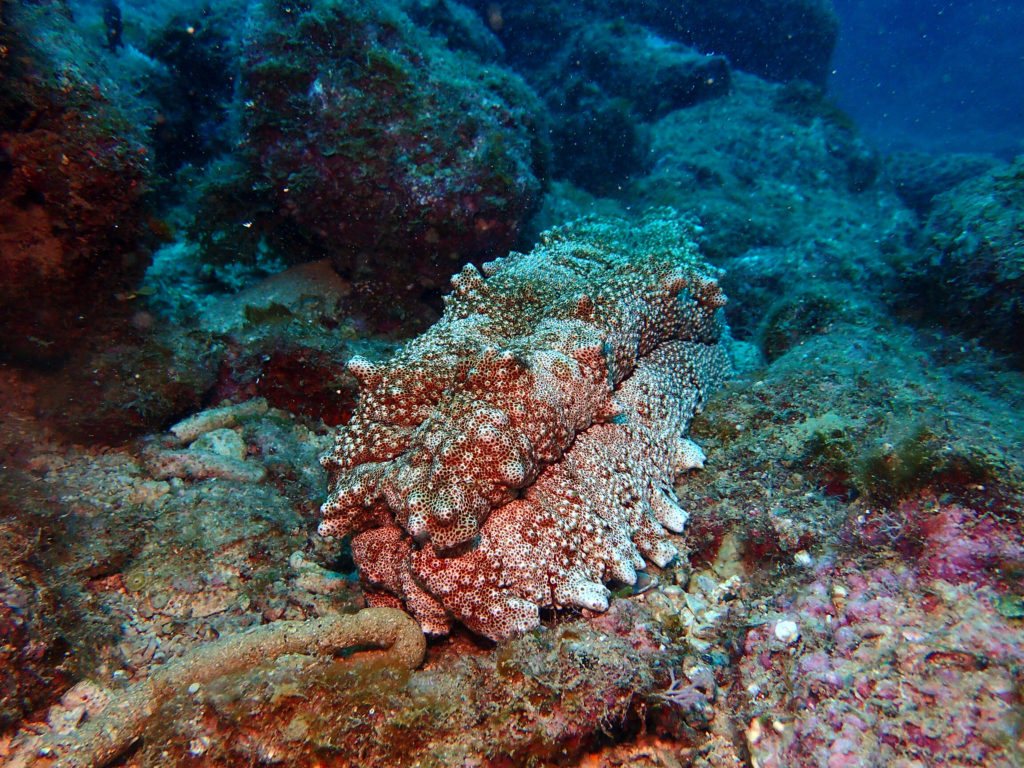 Thelenota anax