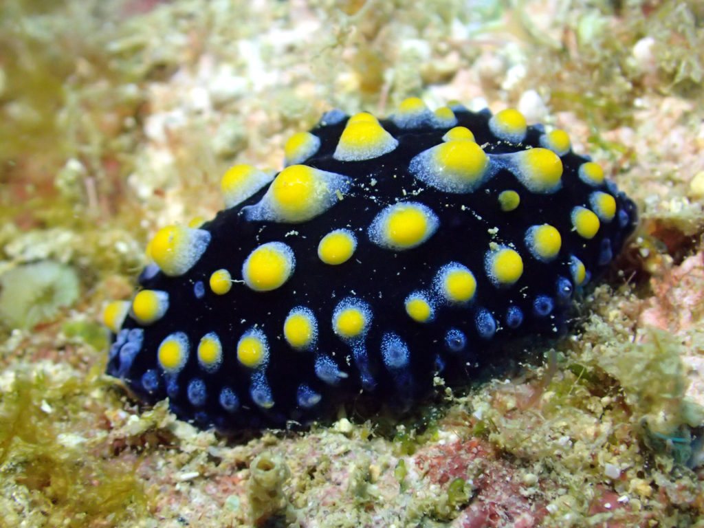 Phyllidia carlsonhoffi