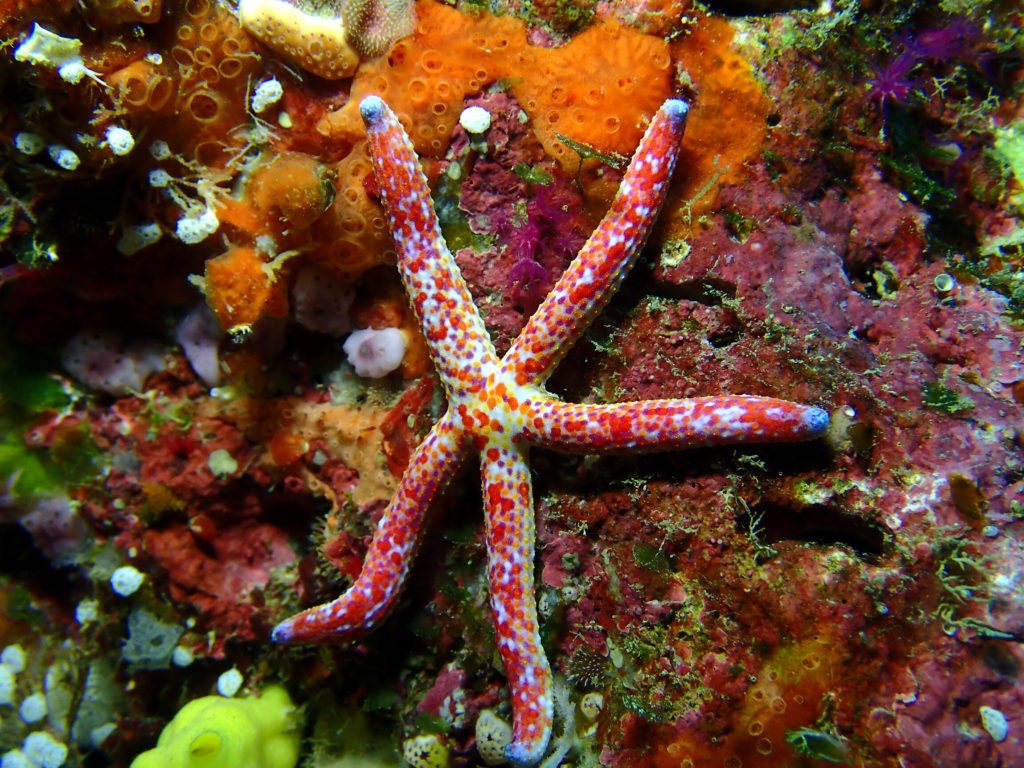 Linckia Multifora