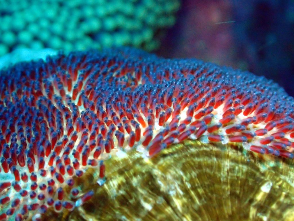 Amphiprion clarkii