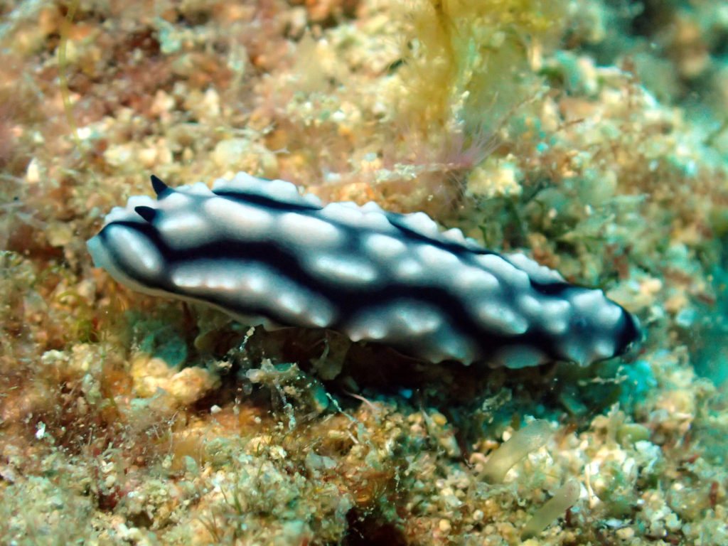 Phyllidiella pustulosa