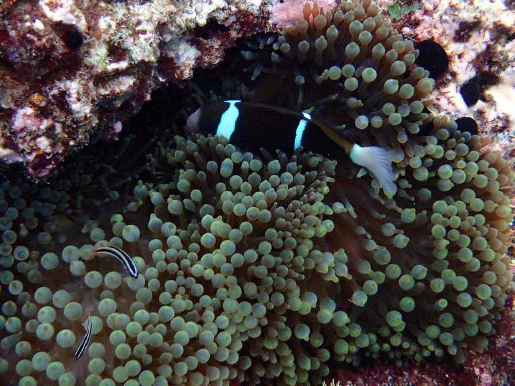 Amphiprion akindynos