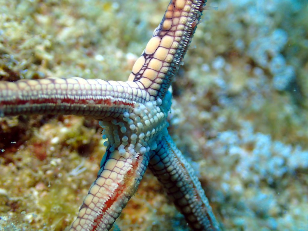 Gastrolepidia clavigera