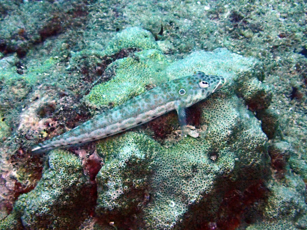 Parapercis clathrata