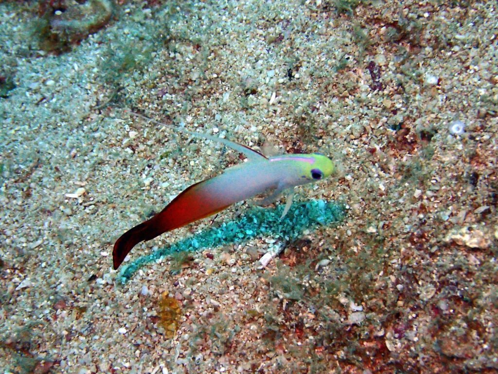 Nemateleotris magnifica