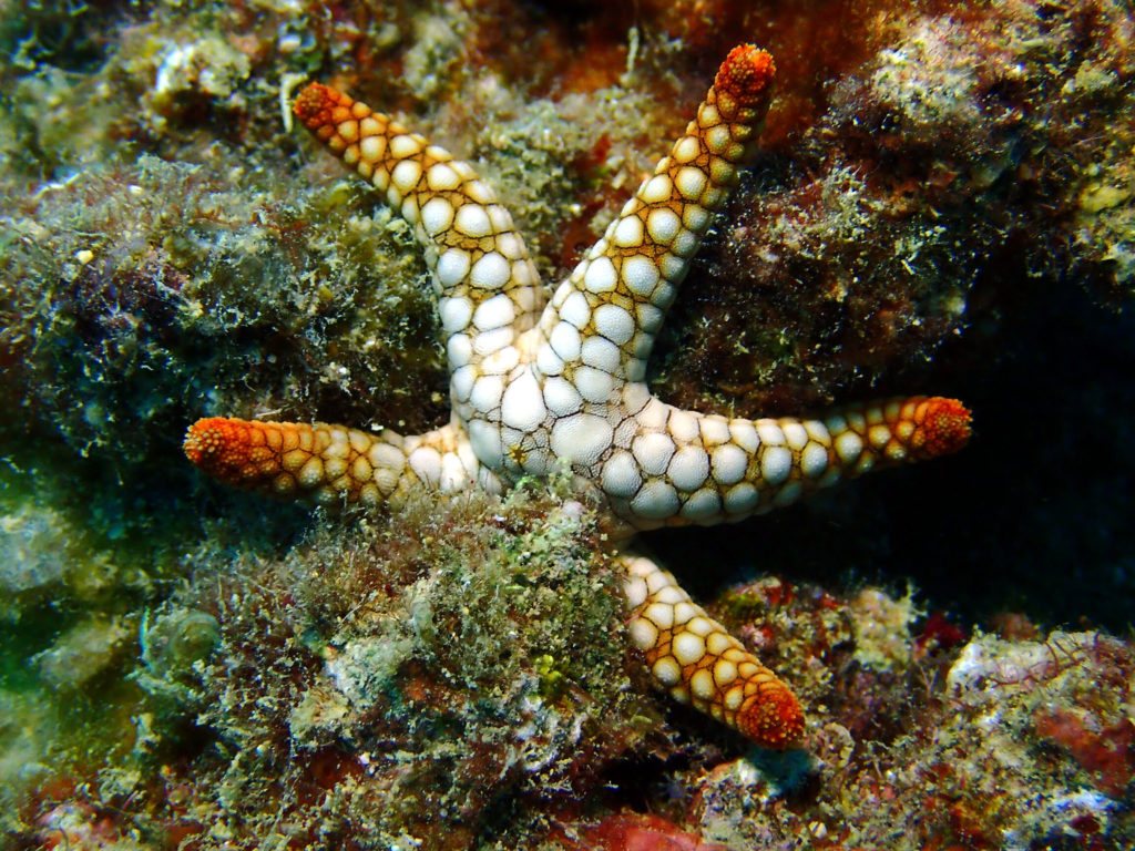 Fromia indica