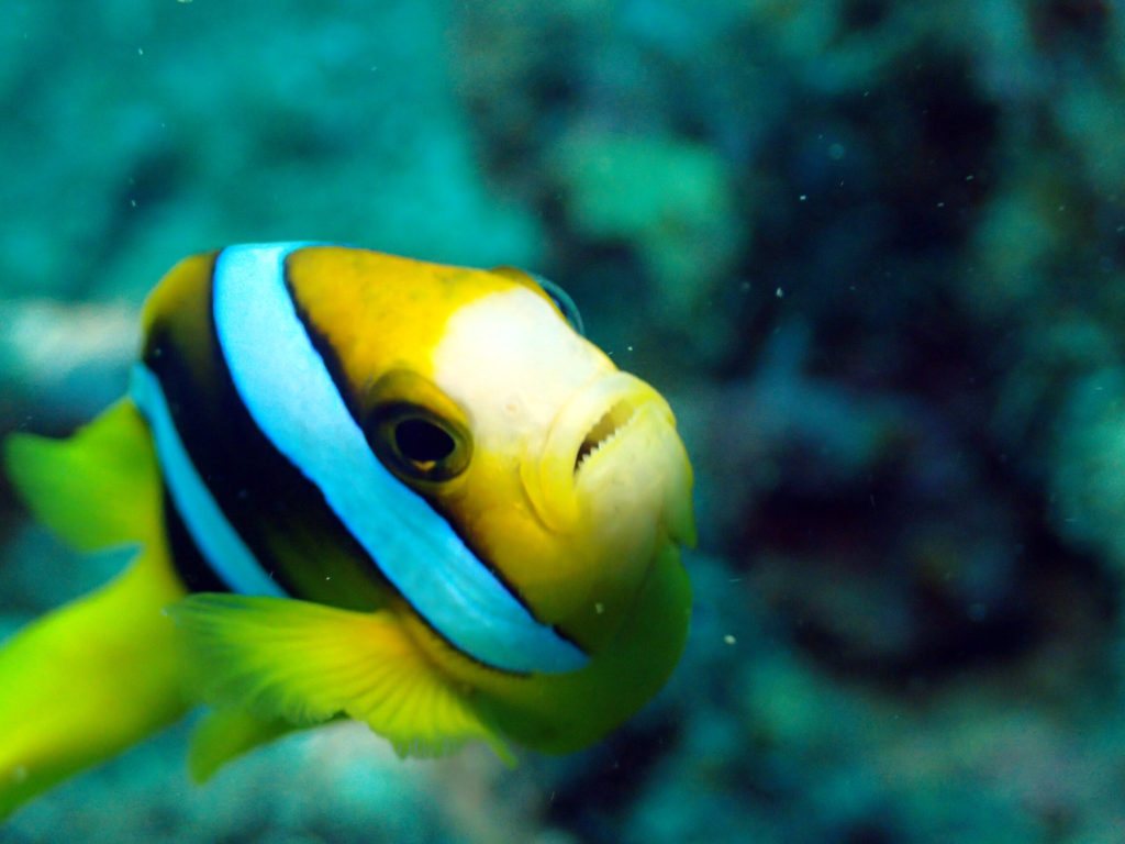 Amphiprion clarkii