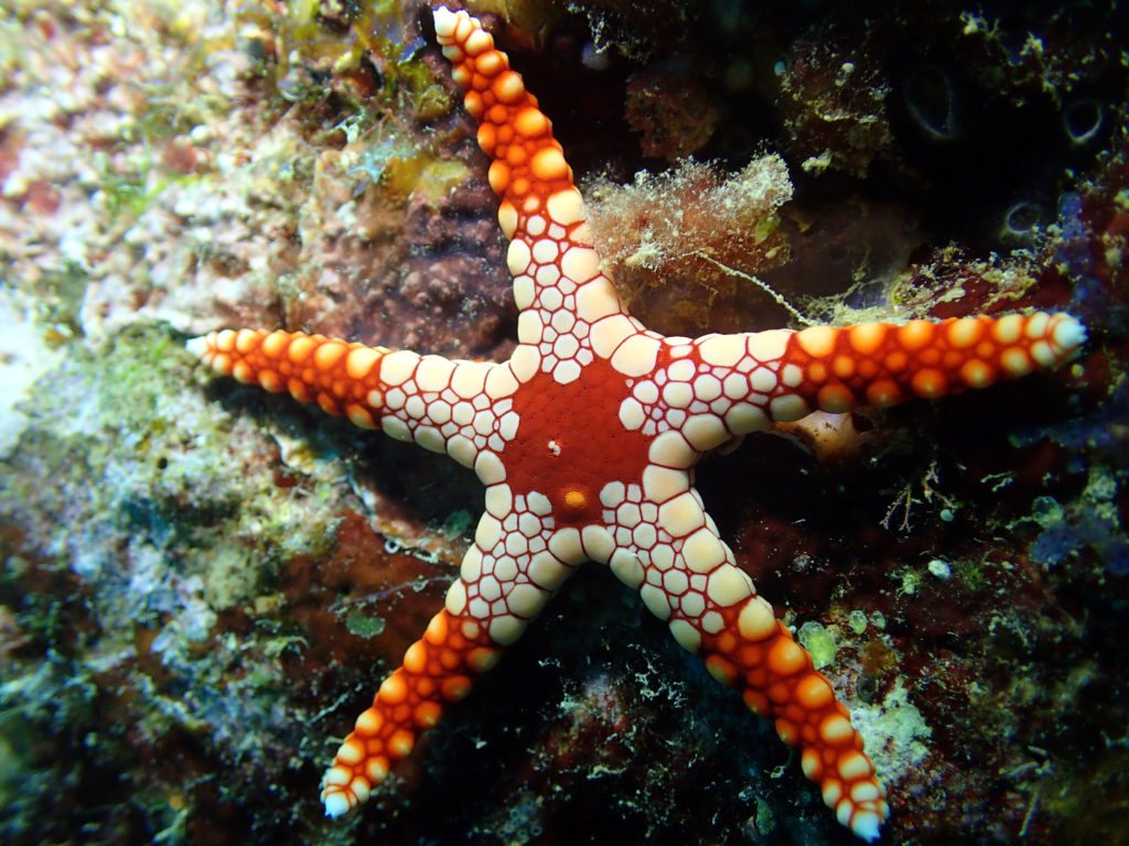 Fromia monilis
