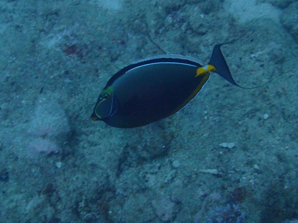 Naso lituratus