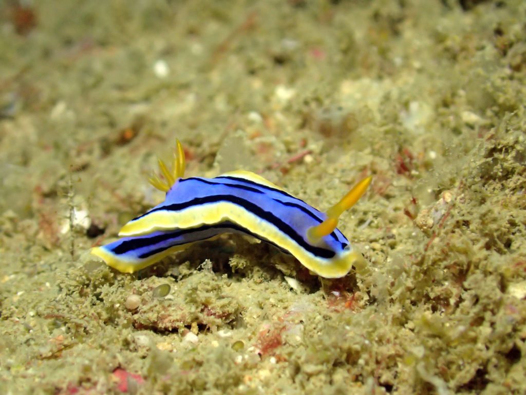 Chromodoris elisabethina