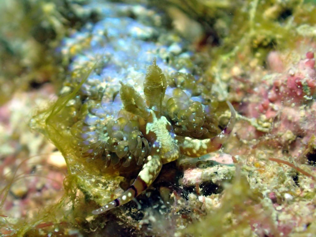 Pteraeolidia ianthina
