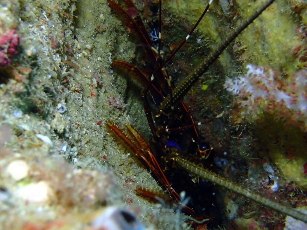 Langouste
