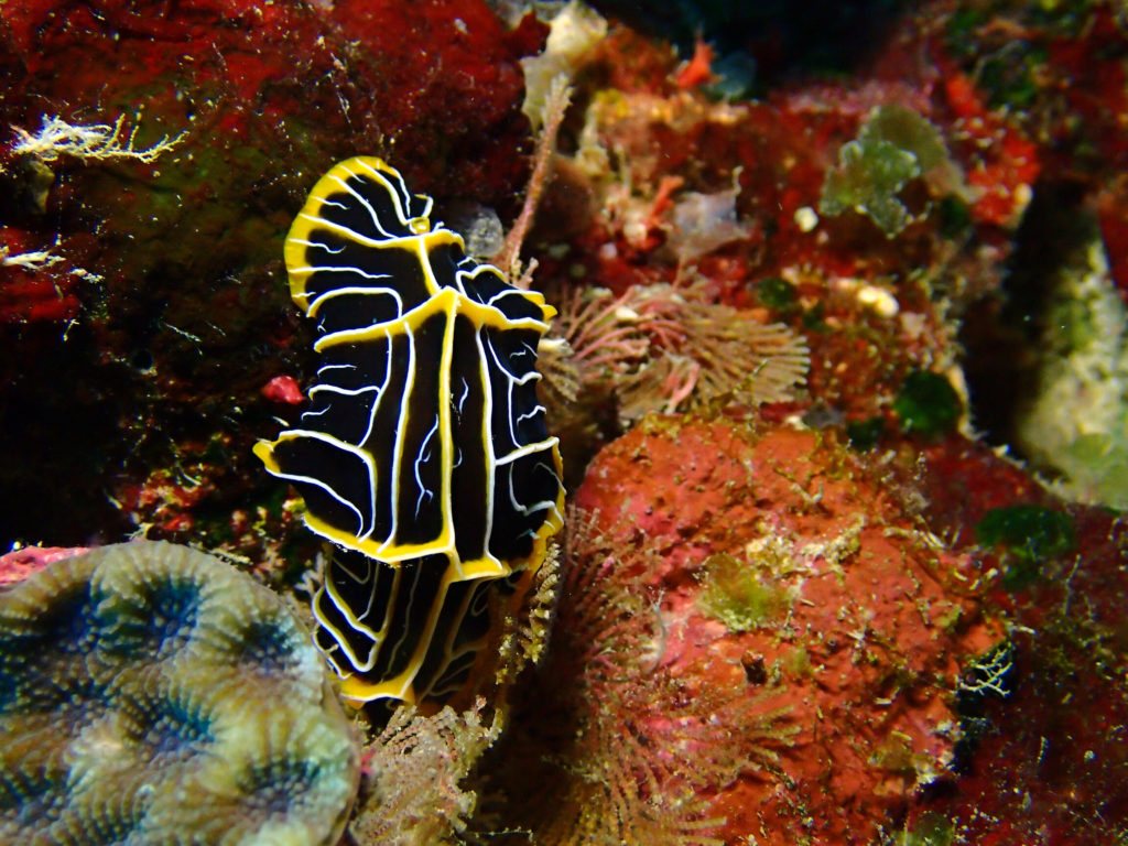 Mollusques