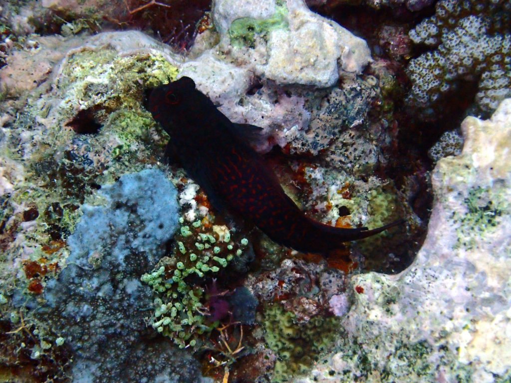 Cirripectes stigmaticus