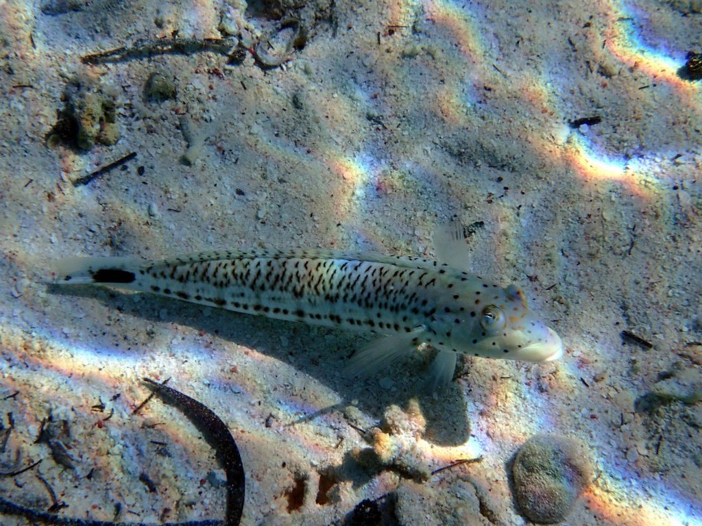 Parapercis hexophtalma