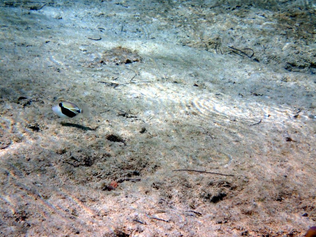 Rhinecanthus rectangulus