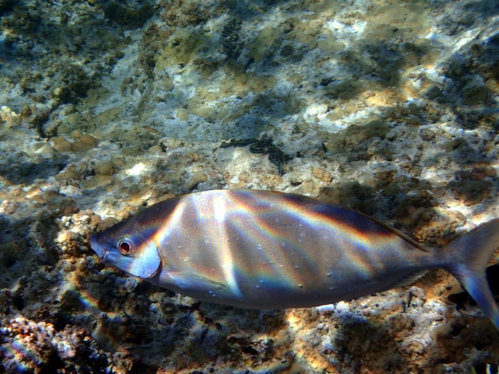 Siganus woodlandi
