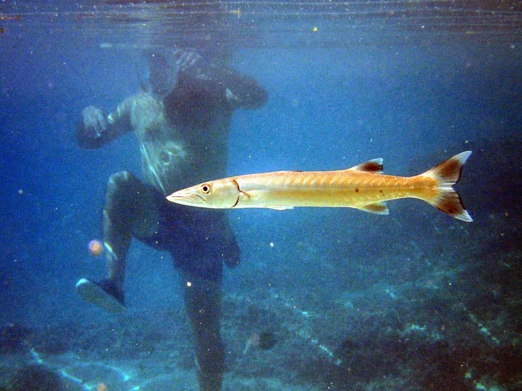 Barracouda