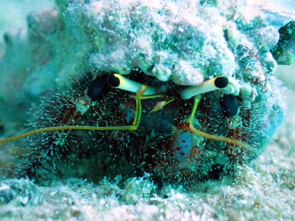 Dardanus lagopodes