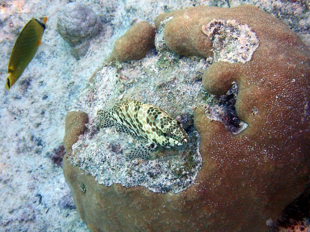 Epinephelus merra