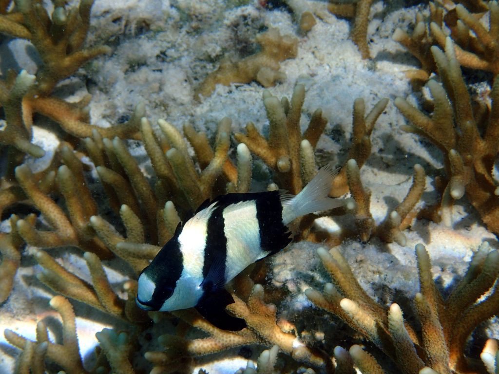 Dascyllus aruanus