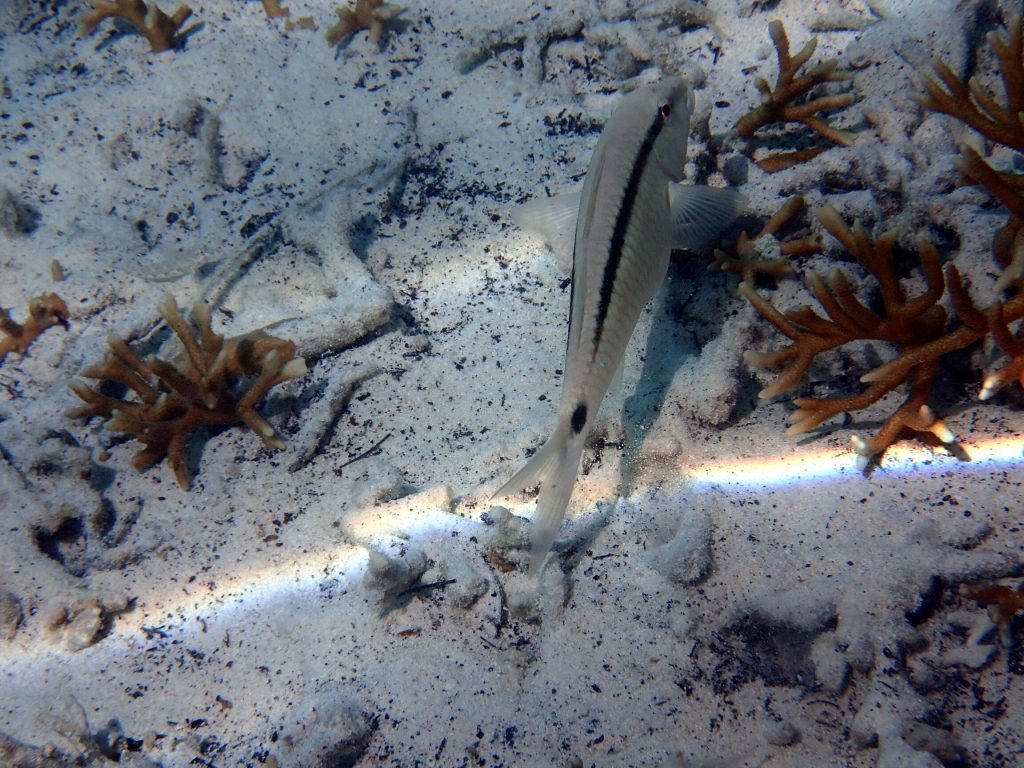 Parupeneus barberinus
