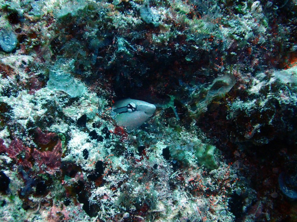 Aspidontus dussumieri