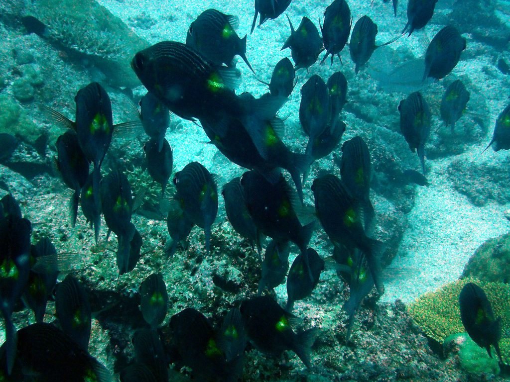 Gnathodentex aurolineatus